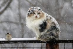 Прогноз погоды на 14 декабря: придет потепление и неприятный "сюрприз"