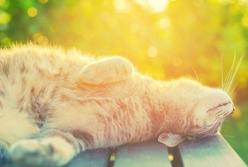 Прогноз погоды на 29 августа: будет солнечно и сухо