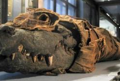 Ученые раскрыли загадку необычной египетской мумии