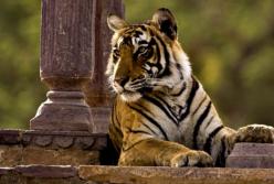 В Индии толпа забила до смерти тигра-убийцу (видео)