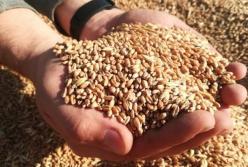 Украина намерена продать пшеницы на $6 млрд за год
