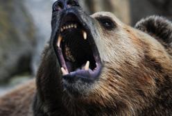 В Румынии медведь напал на пожилого мужчину и двоих детей