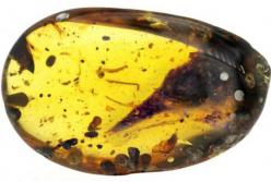 Обнаружен самый маленький динозавр размером с колибри (фото)