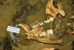 В Китае нашли окаменелость панды возрастом более 100 тысяч лет