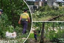 Волонтери перетворили занедбану Замкову гору в Києві на нову туристичну локацію