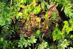 У Києві в ботсаду Гришка через блекаути та "паперову війну" гинуть тропічні рослини (фото)