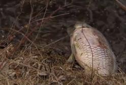 "Вонь, туши разбросало по берегу": в Киеве произошло масштабное ЧП