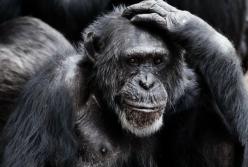 Японские ученые вылечили обезьяну от ВИЧ