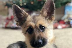 Немецкая овчарка в 2 года выглядит как щенок из-за редкой болезни (фото)