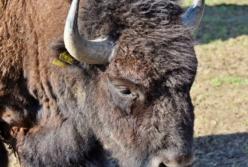 Зима удивляет: в заповеднике Аскания-Нова произошло аномальное пополнение