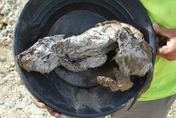 На Аляске нашли мумию волка возрастом 57 тысяч лет  