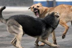 На окупованих територіях бродячі собаки шматують людей навіть серед білого дня