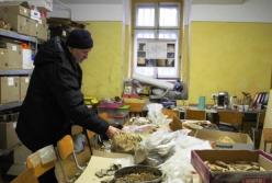 В Черновицкой области обнаружили зуб мамонта (фото)