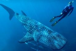 Ученые определили продолжительность жизни крупнейших рыб современности