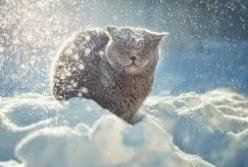 Прогноз погоды на 7 февраля: местами будет снежить