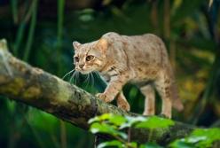 В лесах стало в два раза меньше животных