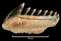 Зубы гигантского монстра возрастом 25 миллионов лет нашли на пляже Австралии