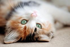 Ученые выявили у кошек семь типов характера
