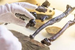 Ученые нашли окаменелости неизвестного ранее предка человека