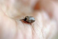 В Кировоградской области из-за аномального тепла проснулись клещи