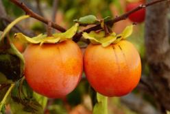 Медики назвали ягоду, которая полезна для здоровья сердца, печени и ЖКТ