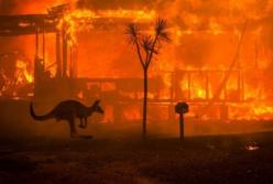 Австралия отказалась от помощи Украины в тушении лесных пожаров