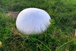 В Украине нашли гигантский гриб (фото)