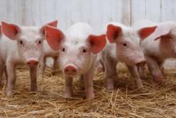 В Германии разведут свиней для пересадки сердца людям