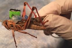 Ученые создали киборгов-кузнечиков для поиска взрывчатки