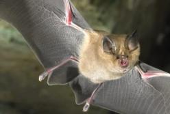 У летучих мышей в Британии обнаружили вирус, родственный SARS-CoV-2