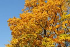 Прогноз погоды на 16 октября: не перепутайте осень с летом (карта)