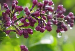 ​В Украину идут дожди и грозы