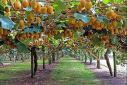 Медики рассказали о полезных свойствах киви