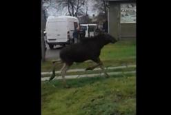 В Сокале дикий лось бегал по городу (видео)