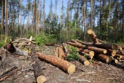 На Волыни чиновники лесохозяйства нанесли убытков государству на 17 млн гривен