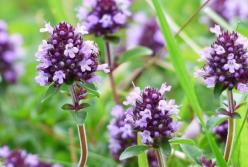 Медики назвали лечебные свойства чабреца