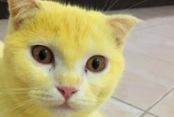Жительница Таиланда "залечила" кошку до желтой шерсти (фото)