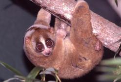 Ученые объяснили, почему кошки у людей вызывают аллергию