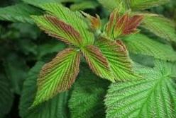 Эксперты рассказали о полезных свойствах листьев малины