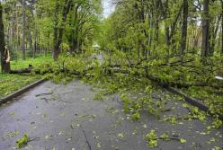 У Києві негода повалила понад 300 дерев: комунальники працюють у посиленому режимі
