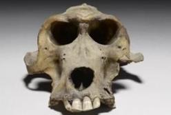 Ученые обнаружили 3300-летний артефакт из «Земли богов»