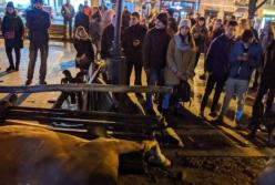Во Львове испуганная лошадь покалечила 15-летнюю девушку (видео)