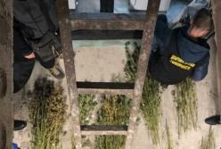 В Киеве разоблачили две нарколаборатории, в которых изготавливали амфетамин и выращивали каннабис (фото)