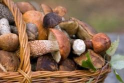 Диетологи развенчали популярные мифы о пользе грибов