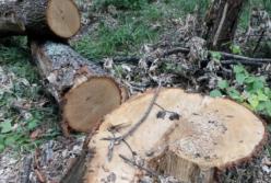 На Волыни незаконно нарубили древесины и подожгли автомобиль с ней