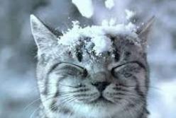 Прогноз погоды на 11 января: Украину затянет тучами и похолодает