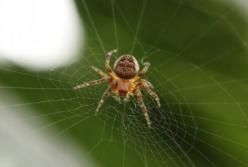 Что делать при укусе паука: первая помощь