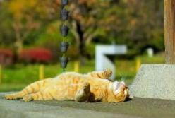 Осень дышит в спину: синоптики уточнили похолодание в Украине