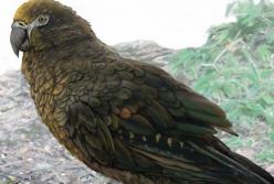 В Новой Зеландии нашли метрового ископаемого попугая