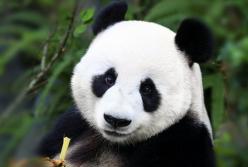 Курьез дня: животным в зоопарке начали включать голос Путина (видео)